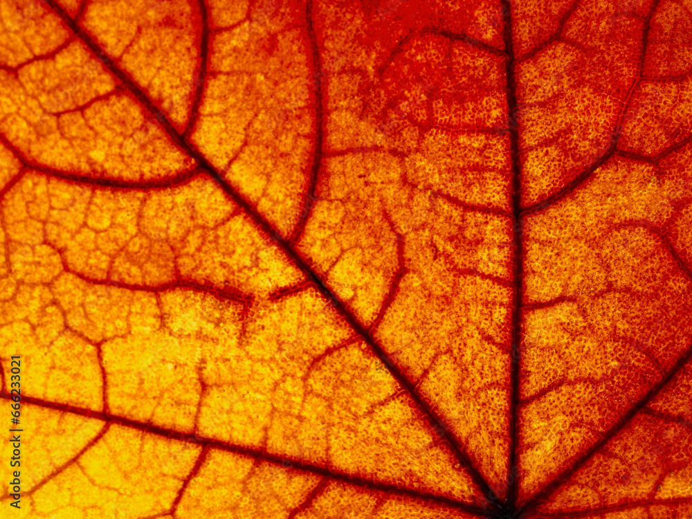 Fototapeta premium surface of an autumn maple leaf in the light, anatomy, biological structure of a tree leaf