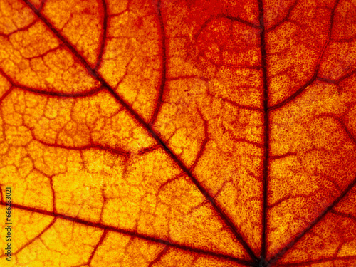 surface of an autumn maple leaf in the light  anatomy  biological structure of a tree leaf