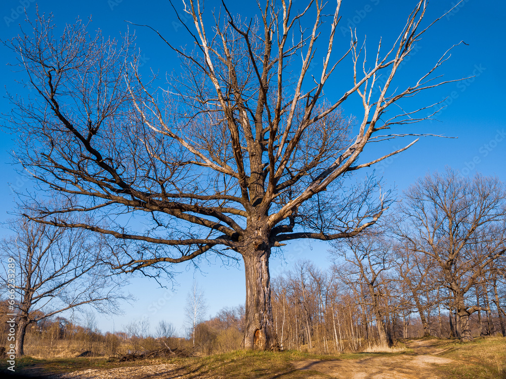 Withered dry tree with branches and trunk sherlock corner Withered dry tree with branches and trunk sherlock corner