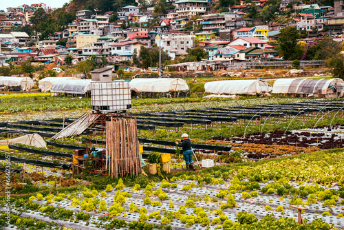 Strawberry Farm in Baguio Philippines photo