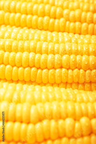 Fresh maize corn texture background