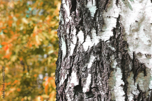Fototapeta Naklejka Na Ścianę i Meble -   Beautiful birch trees with white birch bark