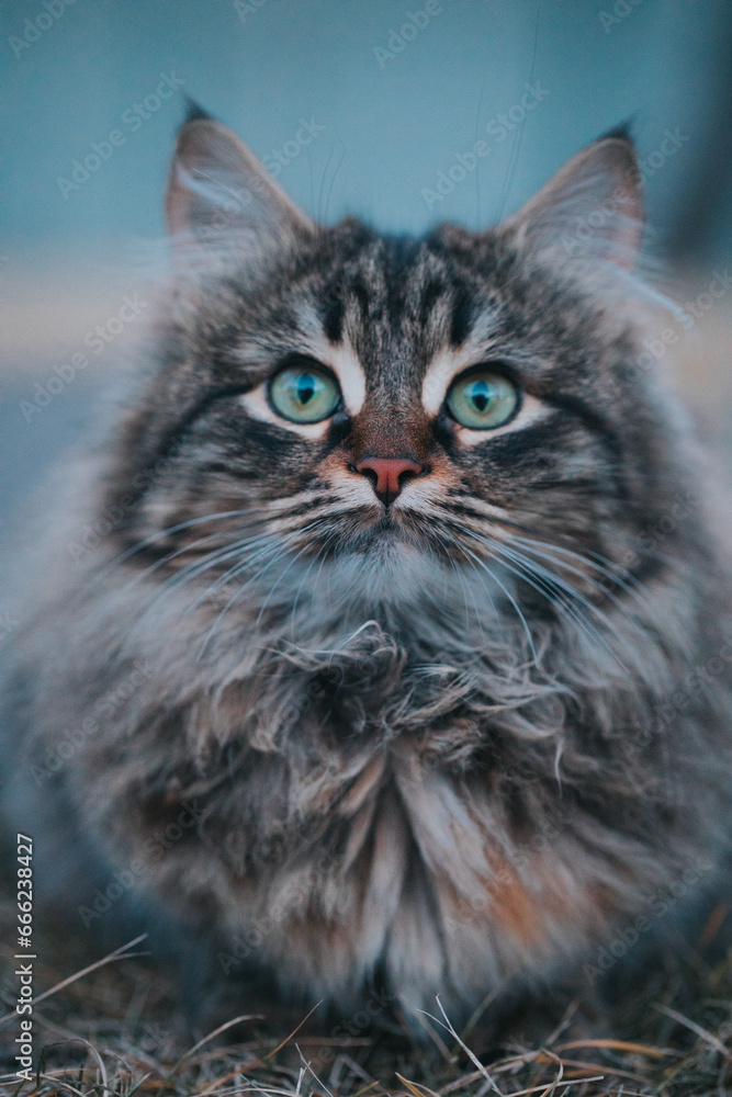 a noble cat a noble cat