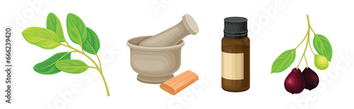 Sandalwood Tree Plant Branch with Mortar and Oil Jar Vector Set