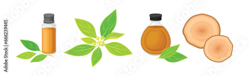 Sandalwood Tree Plant Branch with Timber Ring and Oil Jar Vector Set