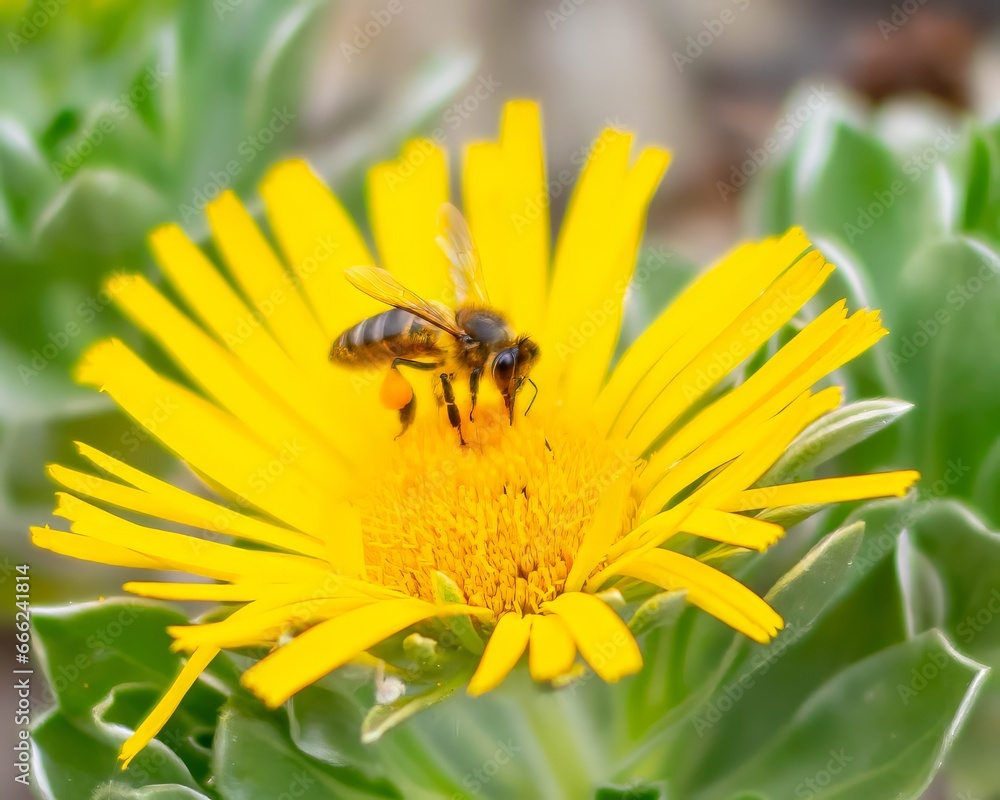 close-up of a bee collecting nectar from a dandelion flower. It has on one of its legs a large ball of nectar already collected. close-up of a bee collecting nectar from a dandelion flower. It has on one of its legs a large ball of nectar already collected.
