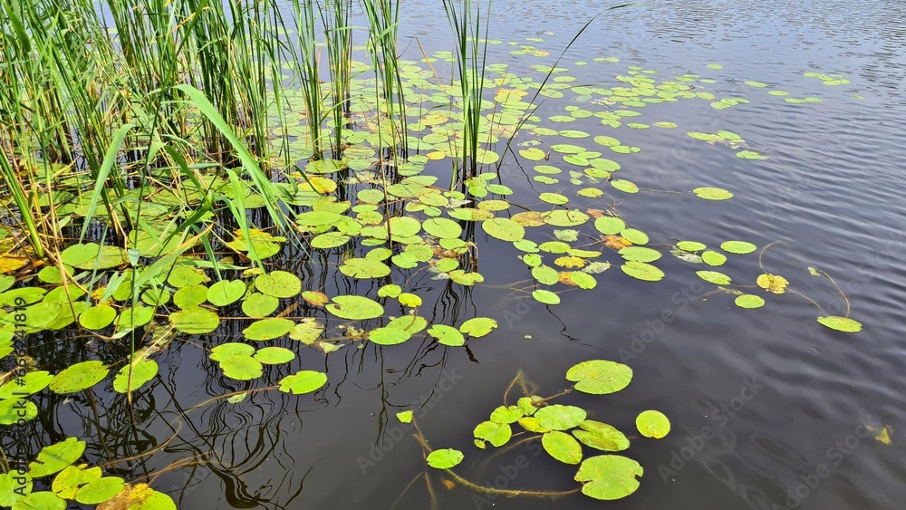 Quiet backwater on the river with green shoots of reeds along the shore Quiet backwater on the river with green shoots of reeds along the shore