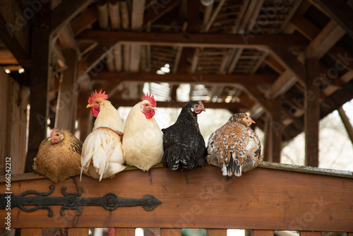 Hühner auf dem Tor