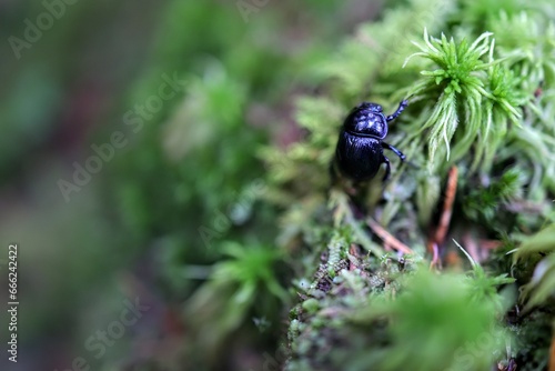 insect in the wood © Agnieszka
