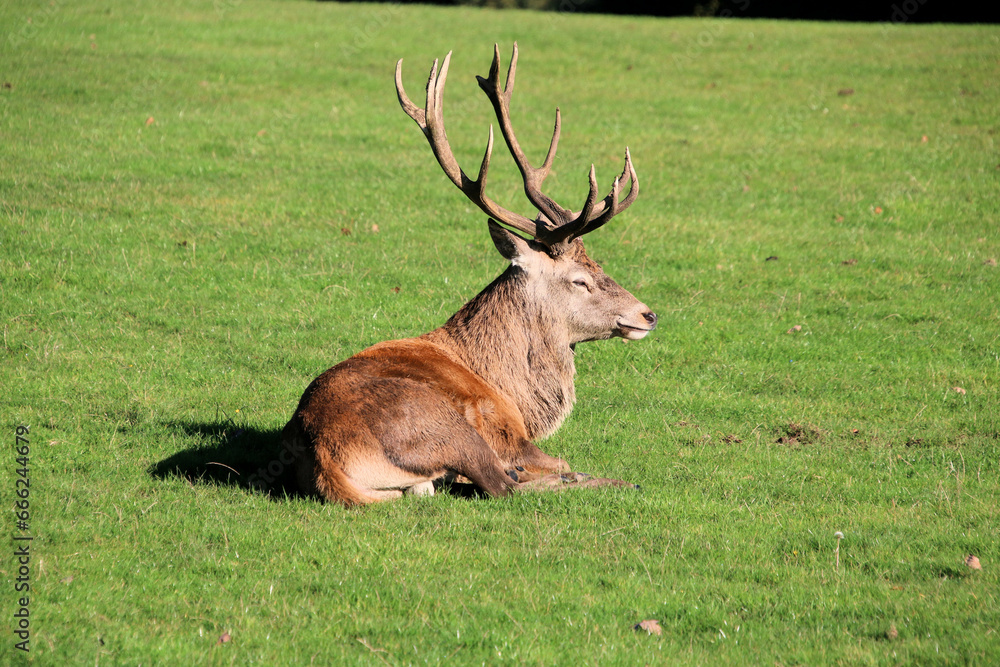A view of a Red Deer in the Cheshire Countryside on a sunny day A view of a Red Deer in the Cheshire Countryside on a sunny day
