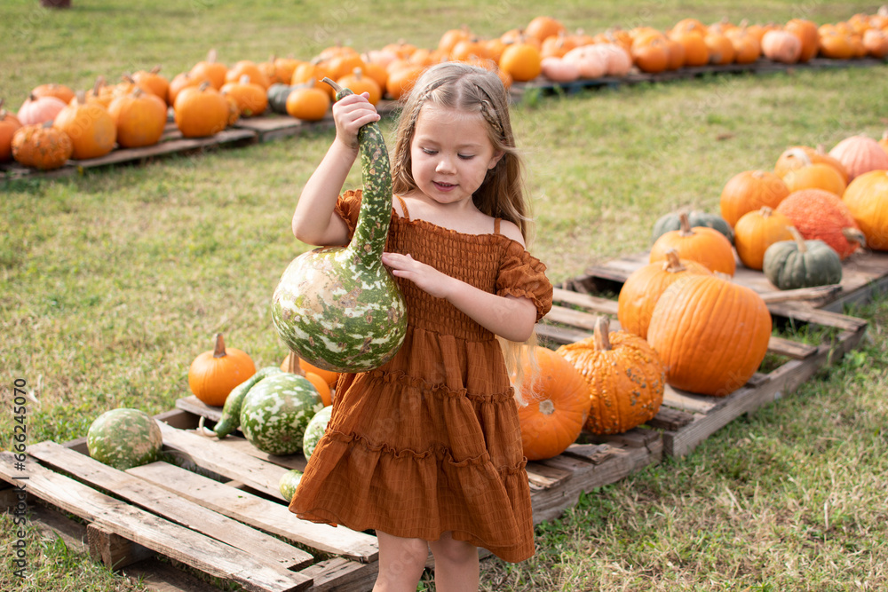 Caucasian little girl choosing a pumpkin at the farm pumpkin patch ...