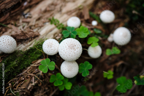 Foto Close - up mushrooms Common puffball or Lycoperdon perlatum on a wooden background