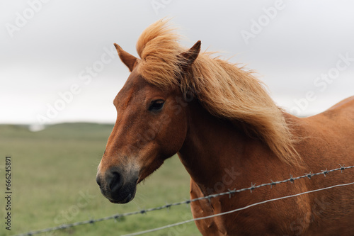 A horse in a national park next to the barbed wire.