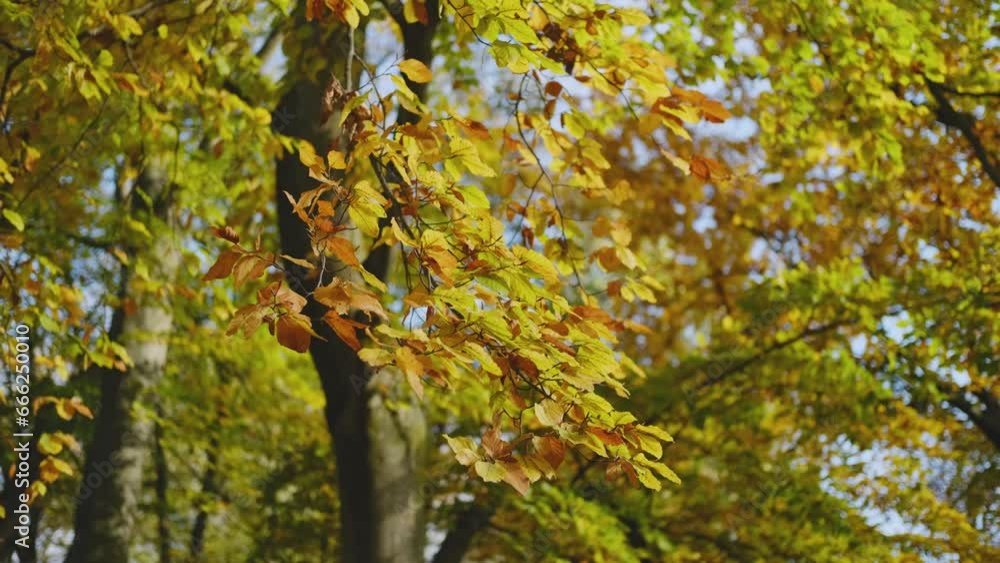 Autumn forest, many yellow and red leaves on the trees. Autumn forest, many yellow and red leaves on the trees.