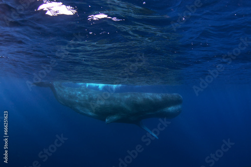 Sperm whale is relaxing near the surface. Snorkeling with the whales. The biggest toothed whale with open mouth. Marine life in Indian ocean.