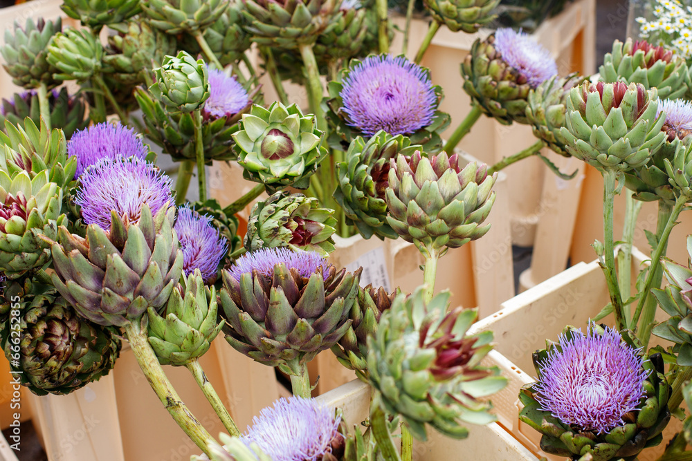 Kunara, artichoke on a local sale of flowers