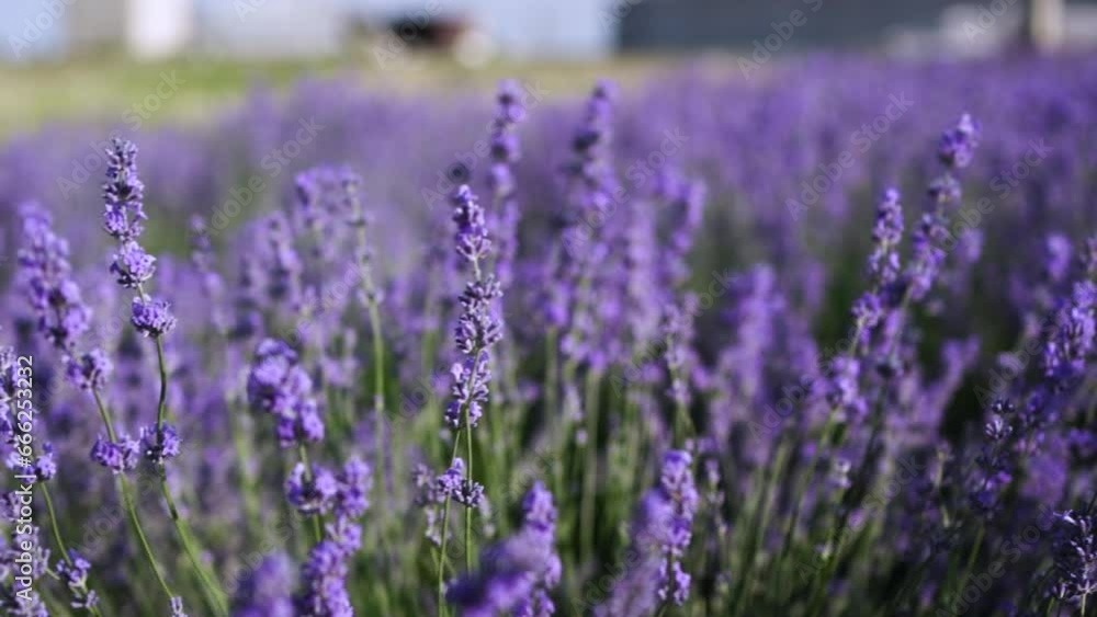 Lavender Field Close Up Lavender Field Close Up