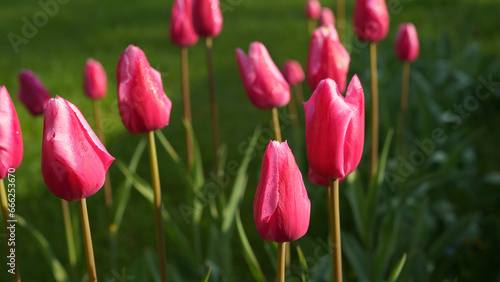 Blooming tulips on green grass 