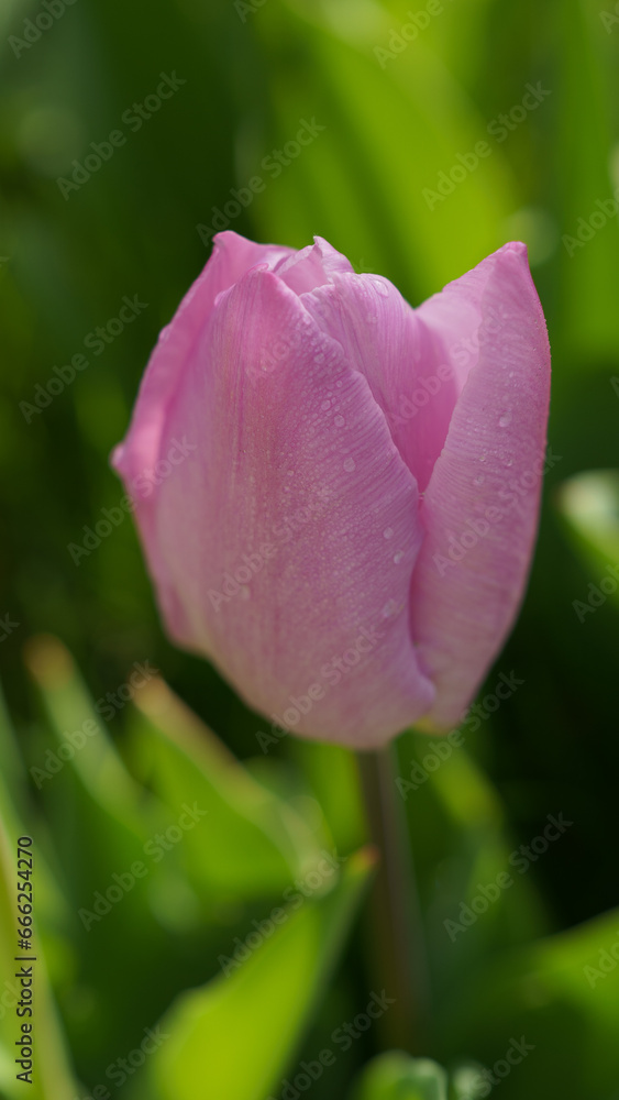 Blooming tulips on green grass Blooming tulips on green grass