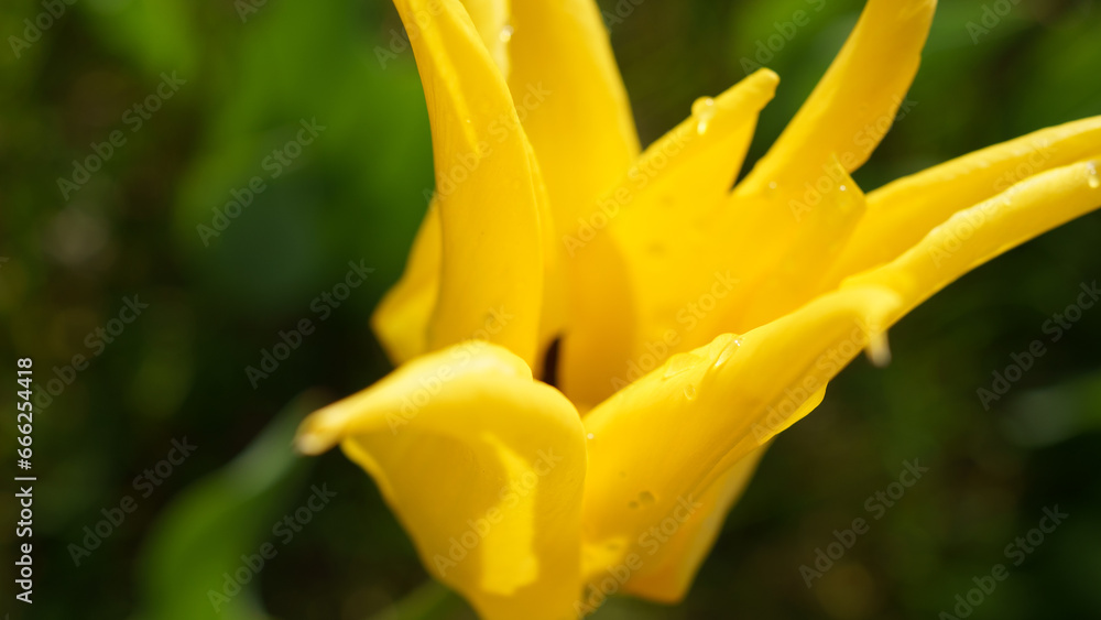 blooming tulips on green grass blooming tulips on green grass