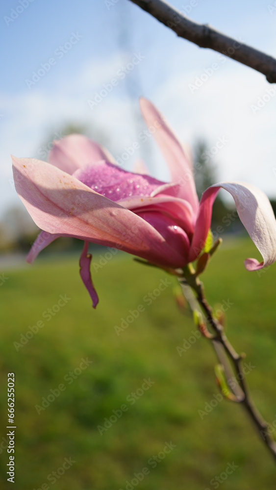pink magnolia flower against sky pink magnolia flower against sky
