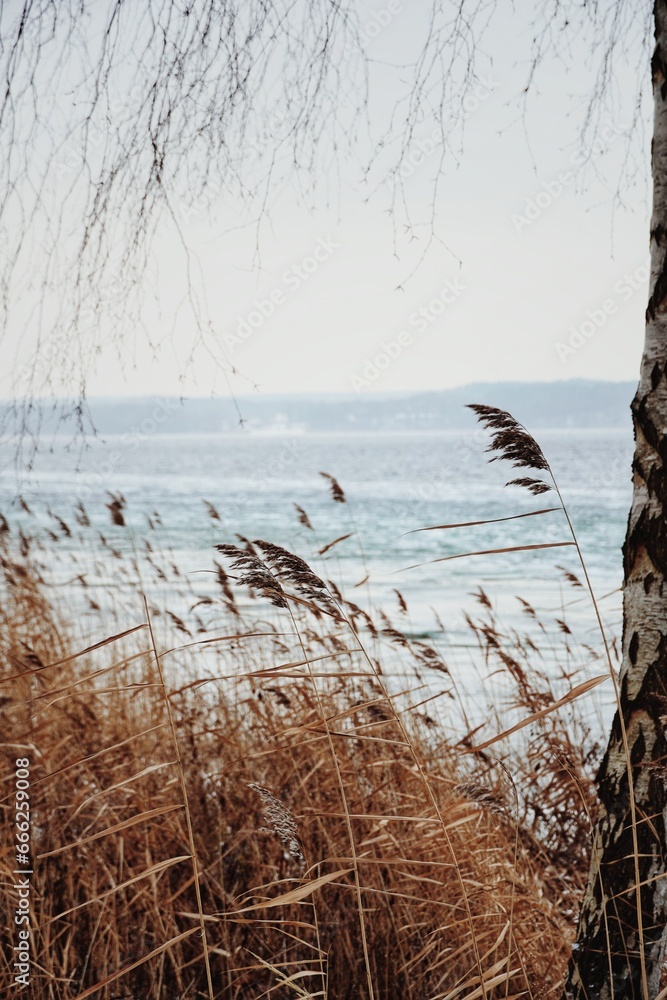 Obraz premium reeds in the water