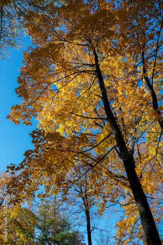 Crown of a maple tree with yellow leaves in sunlight against a blue sky