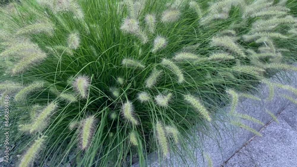 Garden ornamental green grass blowing in the wind. Garden ornamental green grass blowing in the wind.
