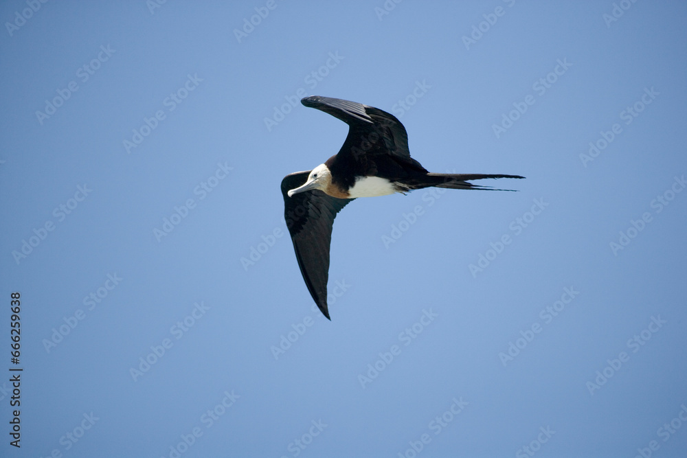 Female Magnificent Frigatebird Fregata magnificens in flight, Galapgos Islands Female Magnificent Frigatebird Fregata magnificens in flight, Galapgos Islands