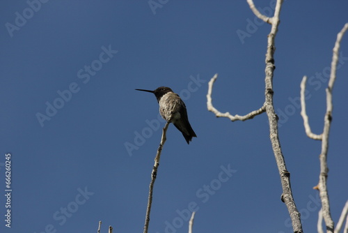 An Anna's hummingbird in Arizoan photo