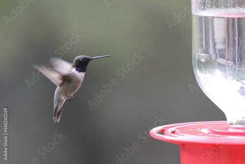 A black-chinned hummingbird in Arizona photo