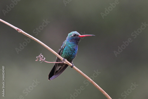 Broad-billed Hummingbird in Arizona photo