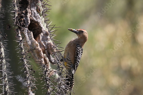 A Gila Woodpecker in Arizona photo