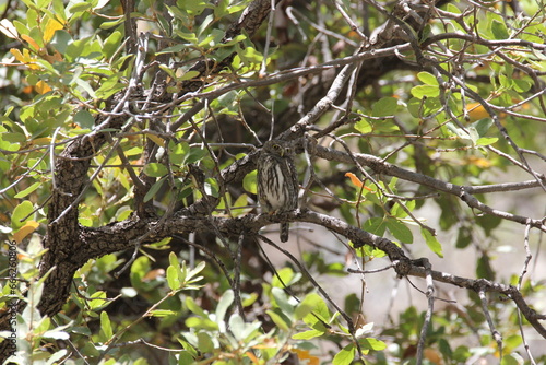 A northern pygmy owl in Arizona photo