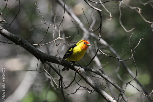 A western tanager in Arizona photo