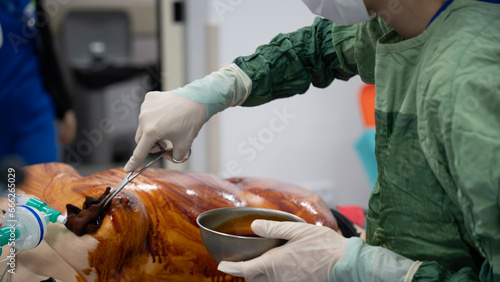 Foto Before the surgery, the patient is sterilized with tincture of iodine and prepared for surgery