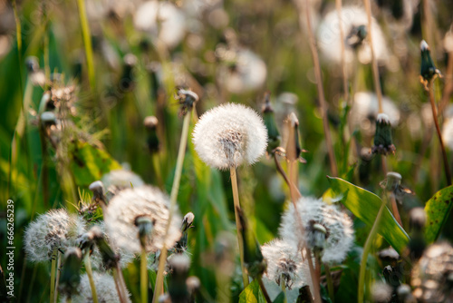 Delicate fluffy afterflowers of dandelions in the meadows on sunny spring days. 