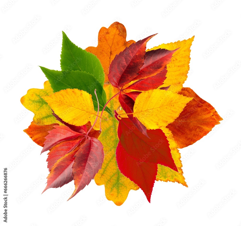Autumn Leaf Round Frame Isolated, Fall Leaves Border, Colorful October Pattern, Autumn Leaf Texture Autumn Leaf Round Frame Isolated, Fall Leaves Border, Colorful October Pattern, Autumn Leaf Texture