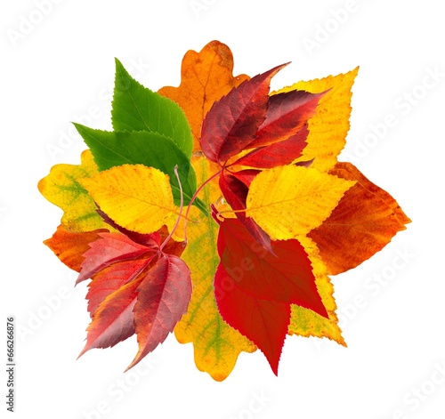 Autumn Leaf Round Frame Isolated, Fall Leaves Border, Colorful October Pattern, Autumn Leaf Texture