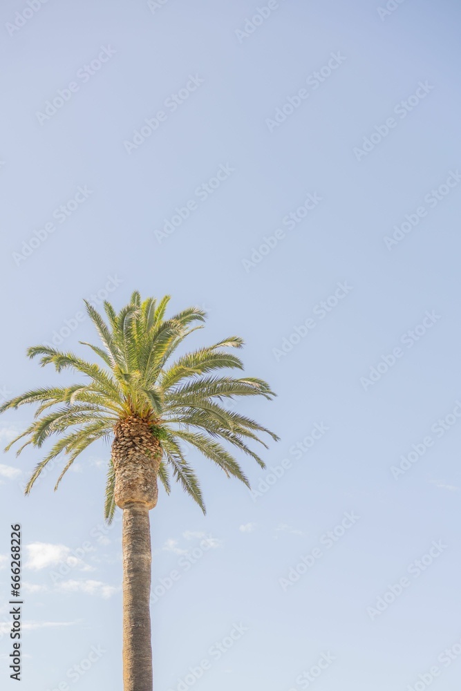 Scenic view of a tropical beach with multiple rows of lush palm trees Scenic view of a tropical beach with multiple rows of lush palm trees