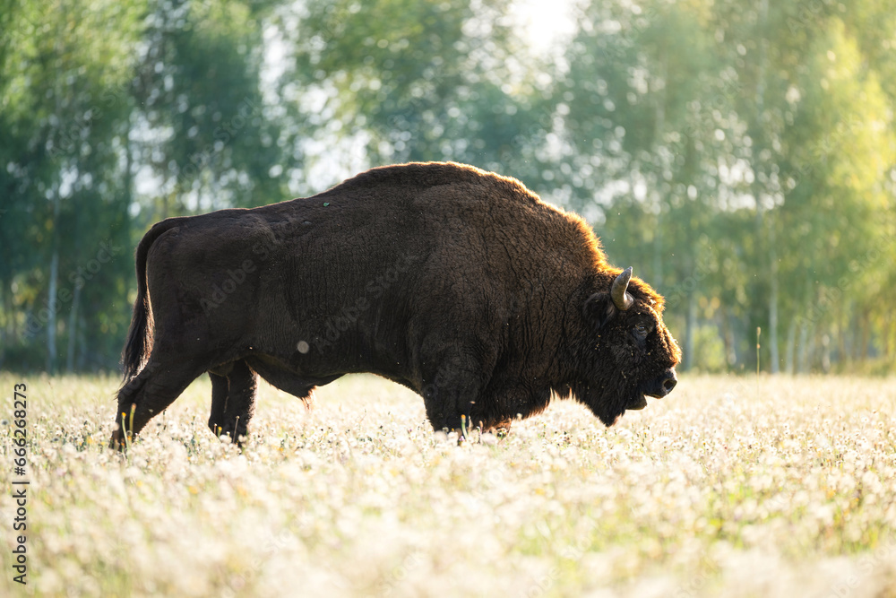 Fototapeta premium Bison in field