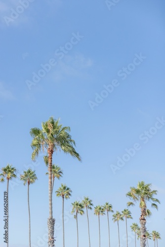 Scenic view of a tropical beach with multiple rows of lush palm trees