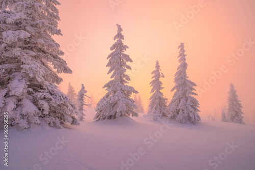 Snowy pine trees at sunset