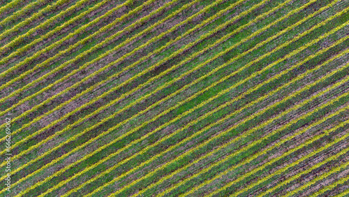 Vineyards seen from above in the autumn