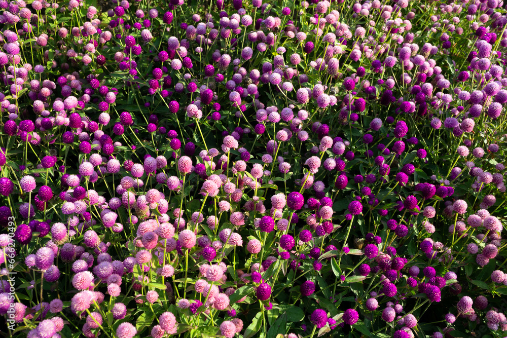 Bank of pink and purple amaranth flowers on a sunny afternoon in late summer Bank of pink and purple amaranth flowers on a sunny afternoon in late summer