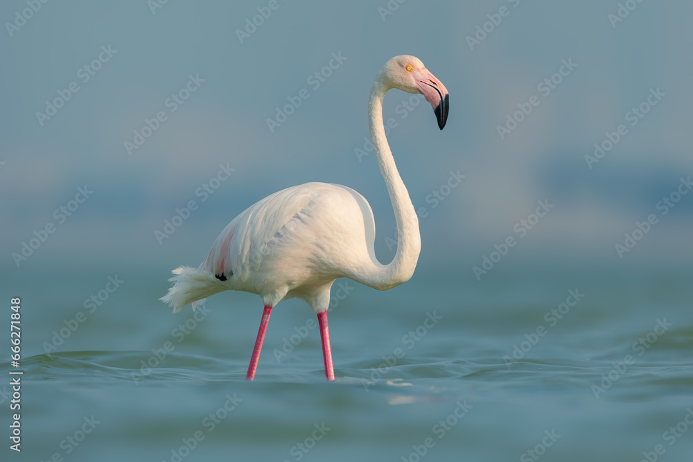 Close-up of Greater Flamingo in water