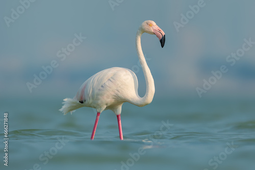 Close-up of Greater Flamingo in water