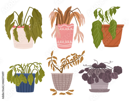 Wilting Houseplants With Drooping Leaves And A Sad Demeanor. They Require Immediate Attention Through Proper Watering