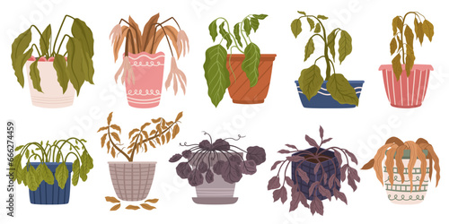 Set of Withered Houseplants in Pots. Once Vibrant And Green, Now Stand Frail And Parched. Leaves Droop, Hang Lifeless