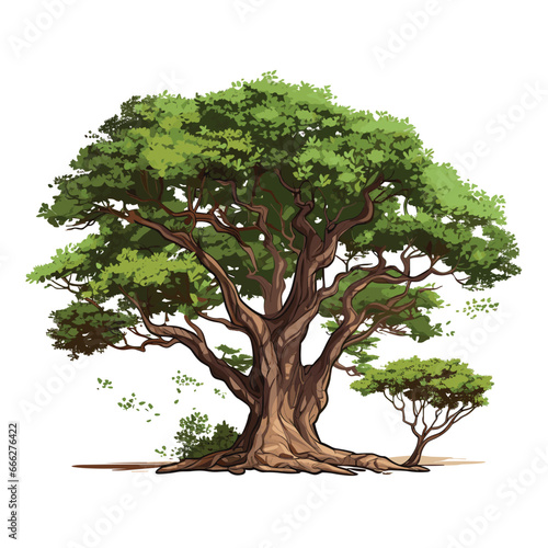 Hand Drawn Flat Color Jacquemontia Tree Illustration photo